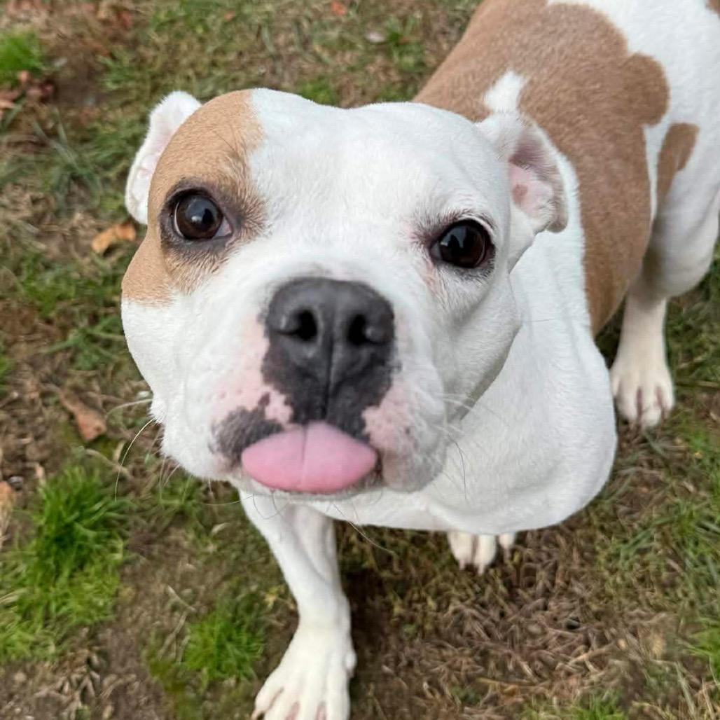 Anna, a Adoptable mixed breed in Griswold, CT image 6/6