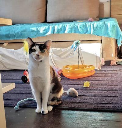 Daisy, Adoptable, Adult Female Domestic Short Hair & Calico.