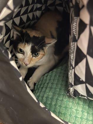 Daisy, a Adoptable mixed breed in Toronto, ON image 2/6