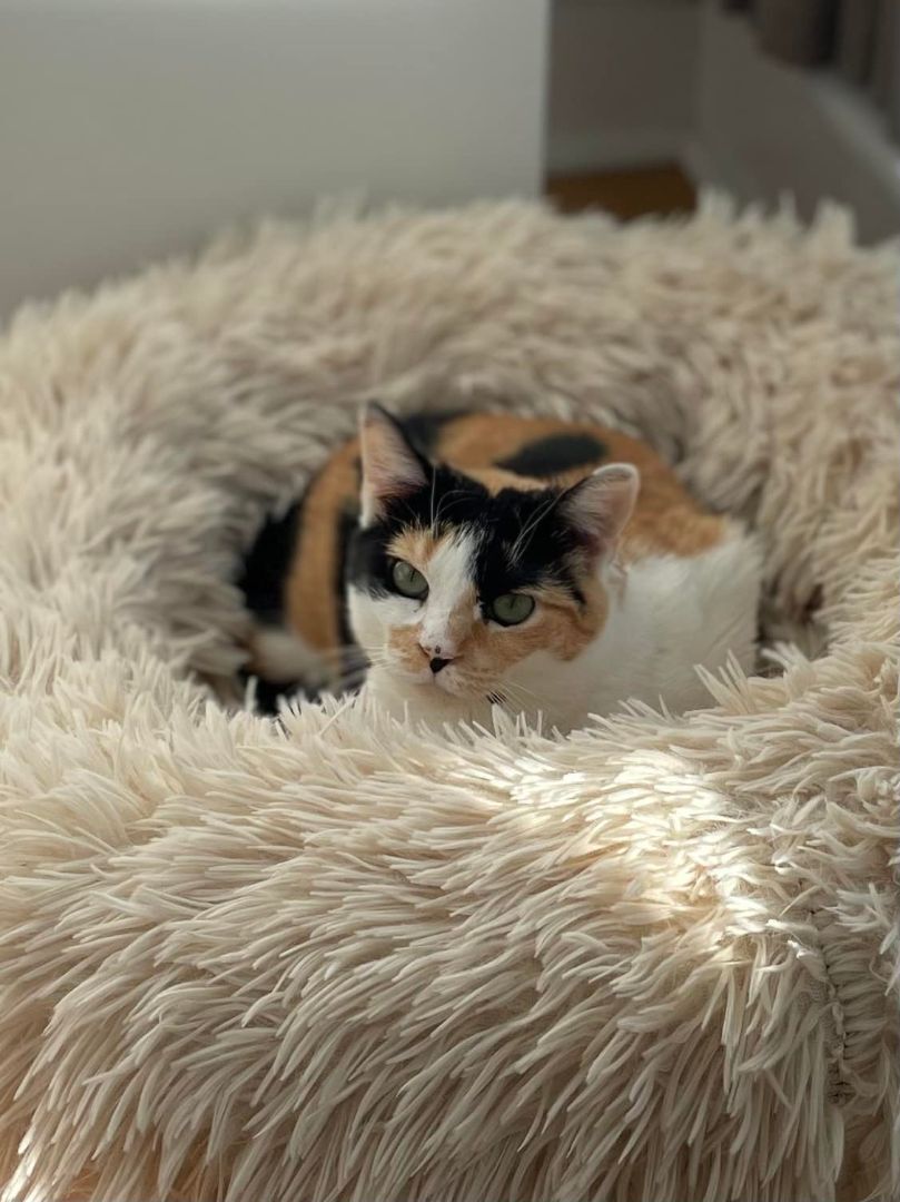 Daisy — thumbnail 3