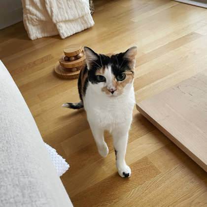 Daisy — thumbnail 4