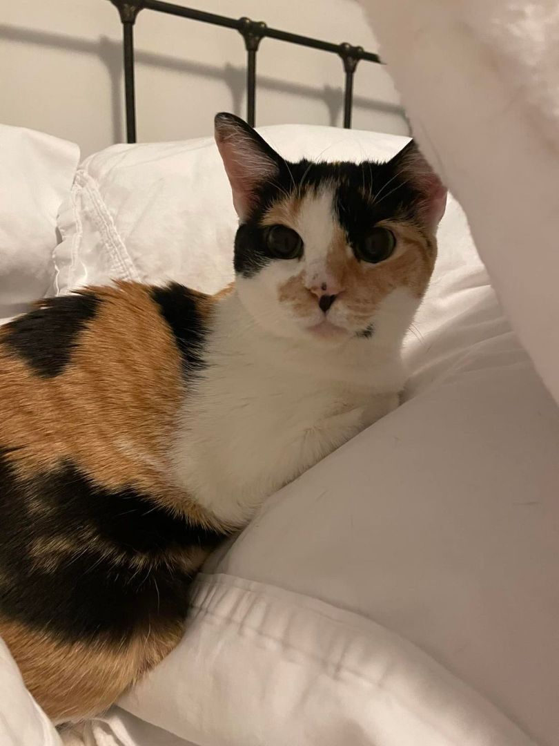 Daisy — thumbnail 5