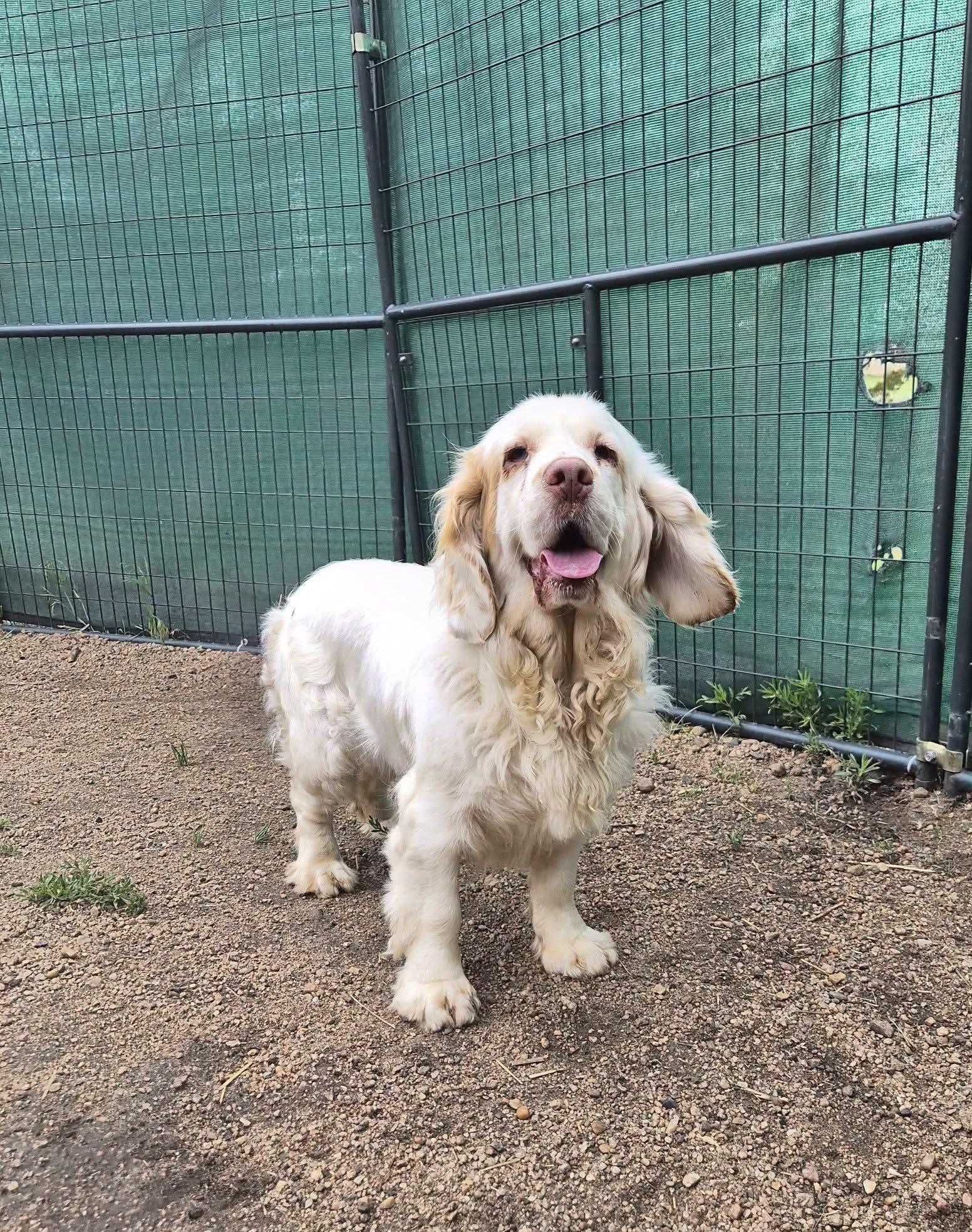 Nellie, ADOPTABLE, Young Female Clumber Spaniel.