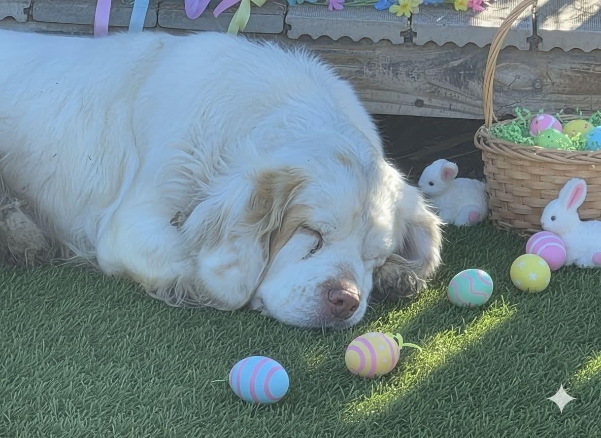 Nellie, a ADOPTABLE Clumber Spaniel in Sawyer, ND image 3/6