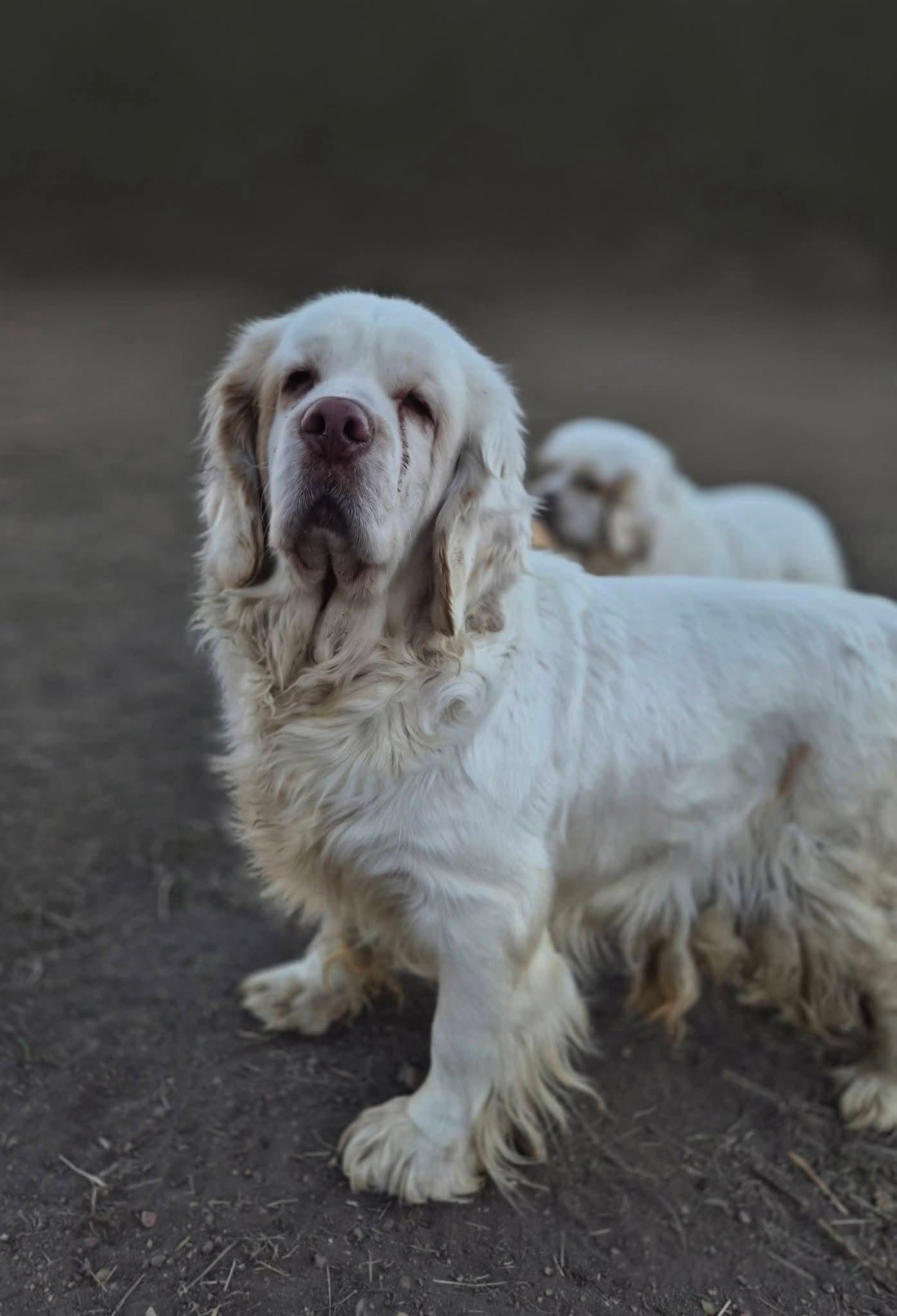Nellie, a ADOPTABLE Clumber Spaniel in Sawyer, ND image 5/6