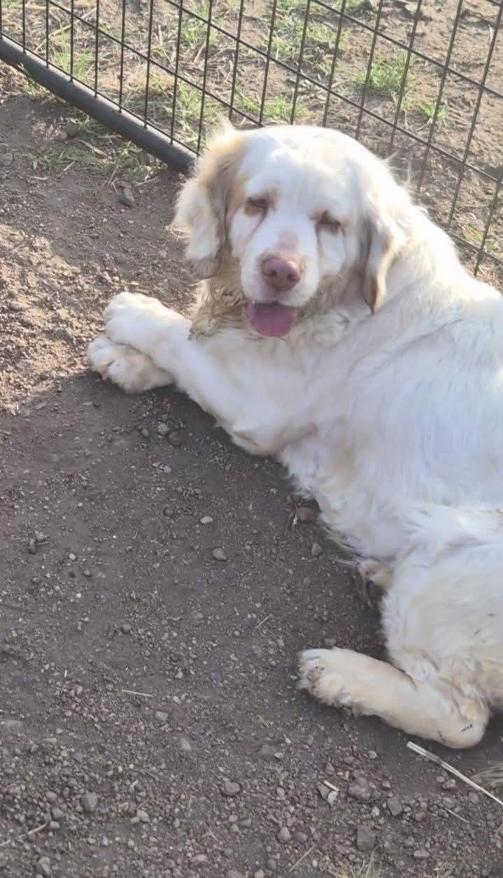 Nellie, a ADOPTABLE Clumber Spaniel in Sawyer, ND image 4/6