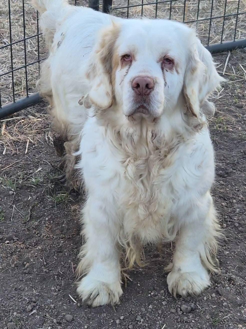 Nellie, a ADOPTABLE Clumber Spaniel in Sawyer, ND image 6/6