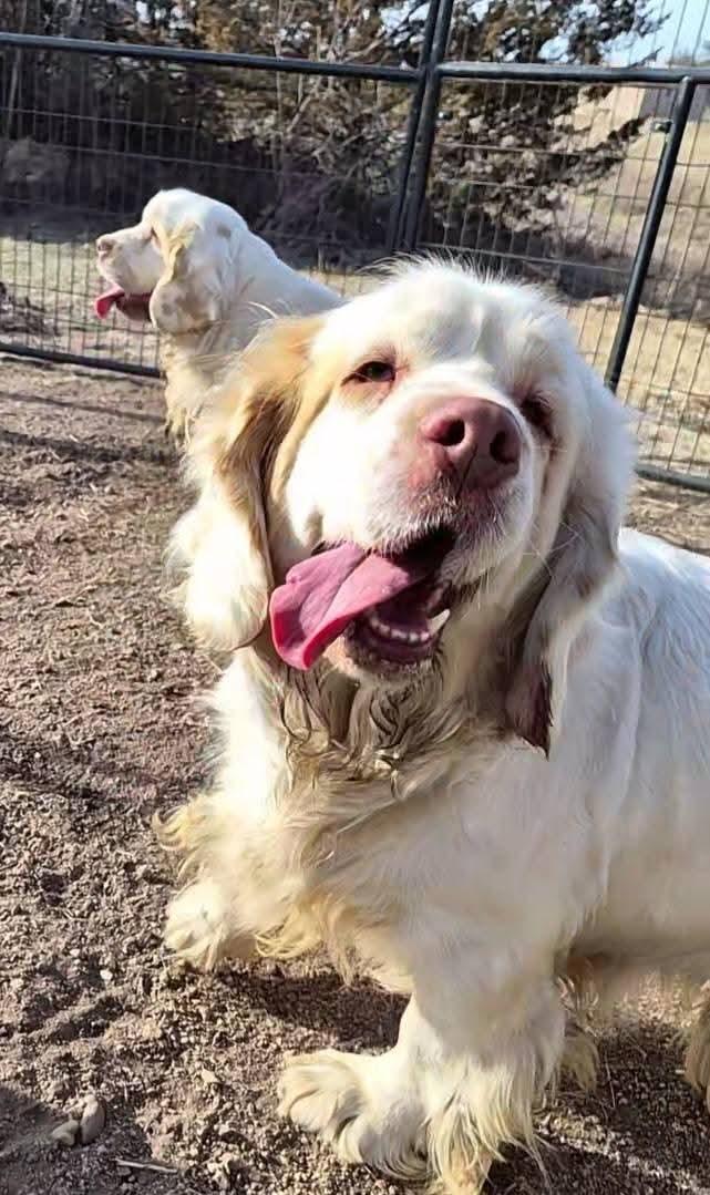 Nellie, a ADOPTABLE Clumber Spaniel in Sawyer, ND image 2/6