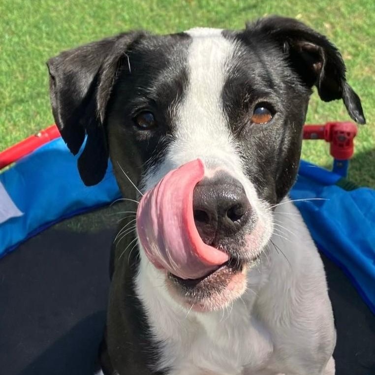 Domino, an adoptable mixed breed in Helena, AL image 4/6