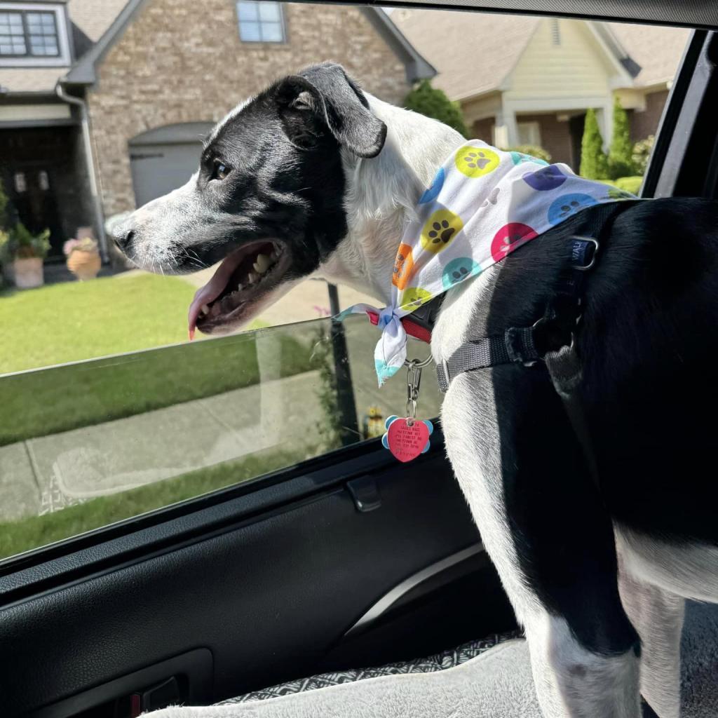 Enlarge Domino, an adoptable mixed breed in Helena, AL image 1/6