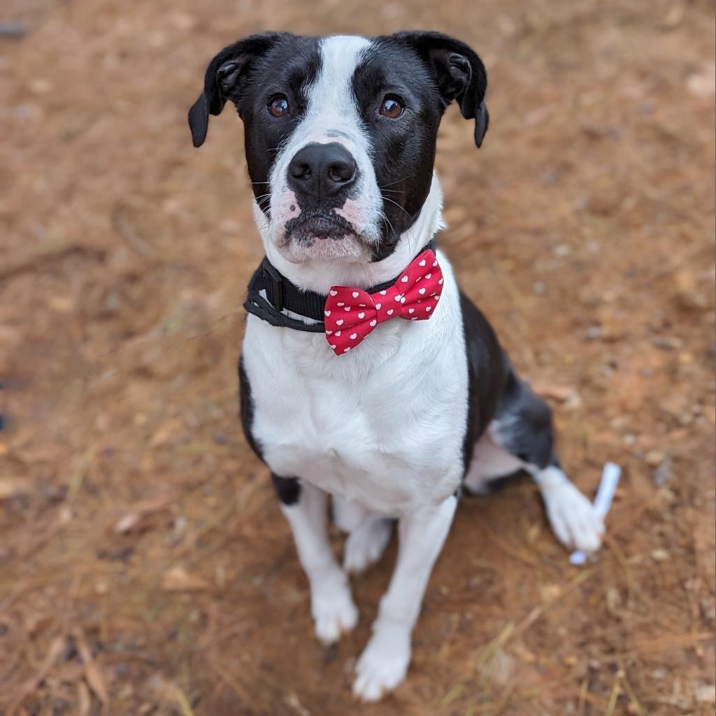 Enlarge Domino, an adoptable mixed breed in Helena, AL image 4/6