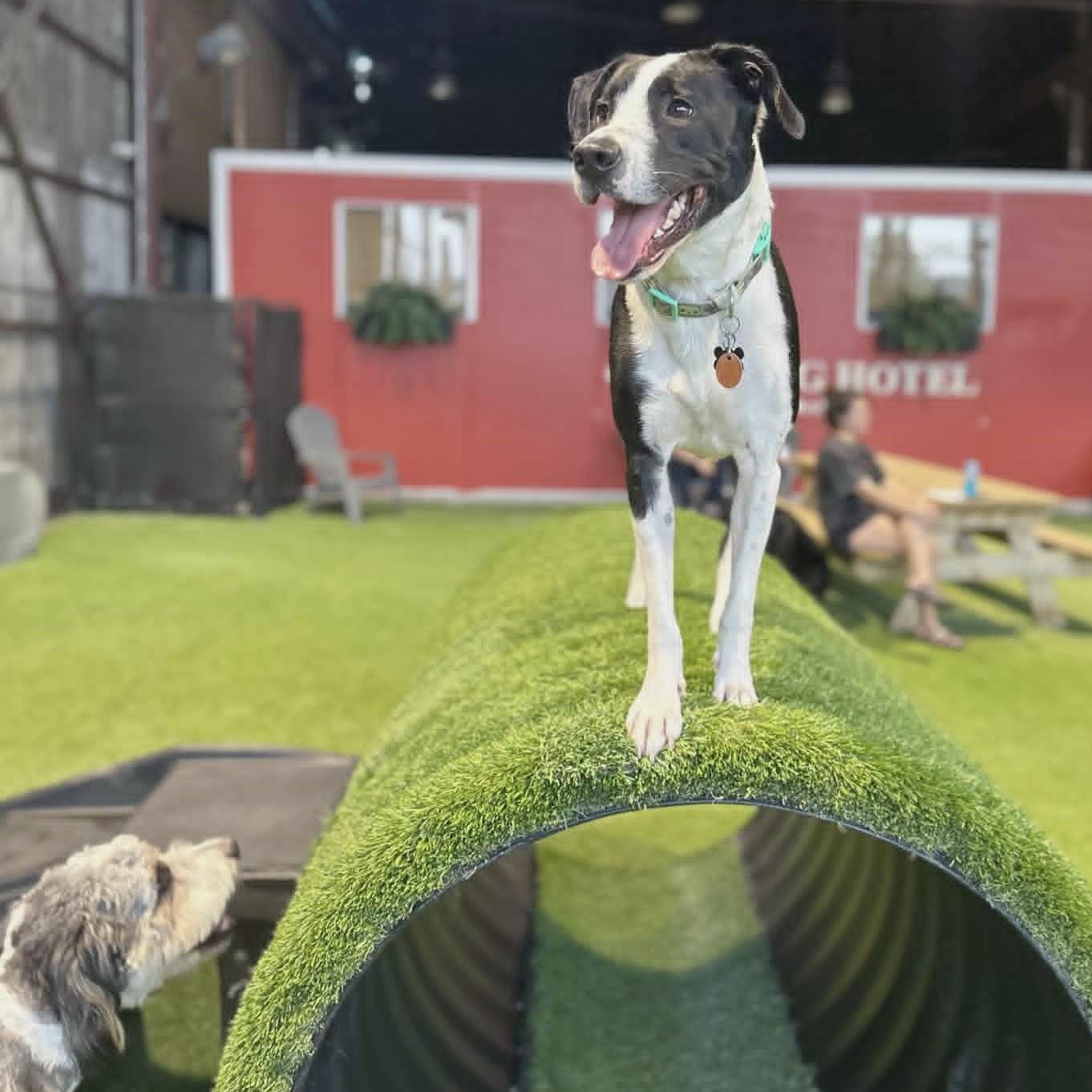 Enlarge Domino, an adoptable mixed breed in Helena, AL image 1/6