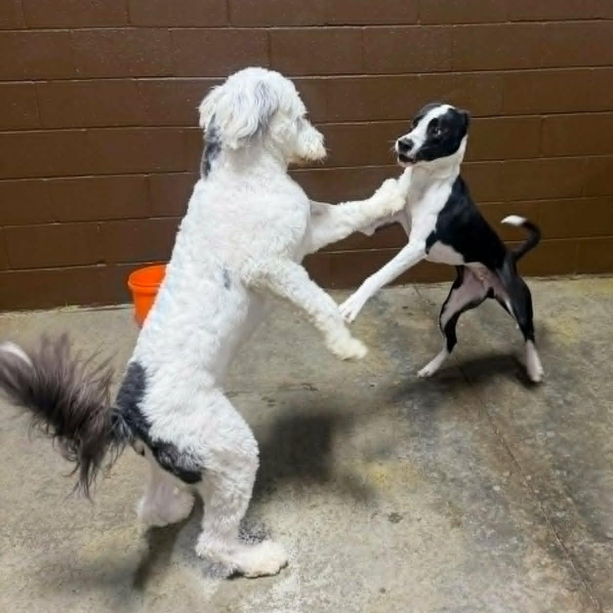 Domino, an adoptable mixed breed in Helena, AL image 3/6