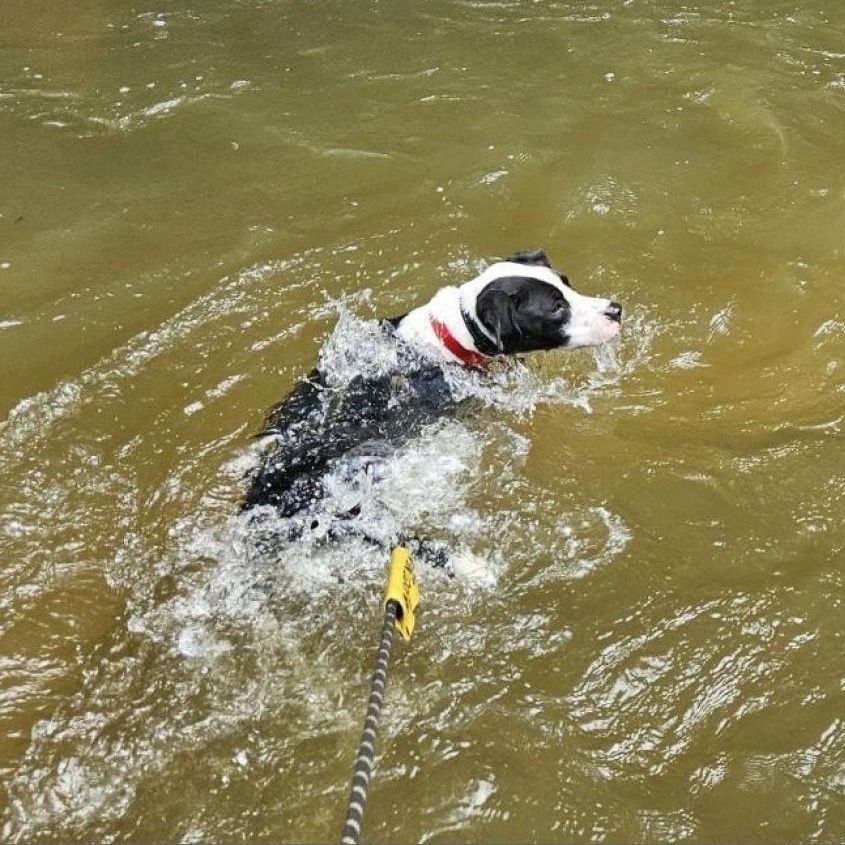 Enlarge Domino, an adoptable mixed breed in Helena, AL image 5/6