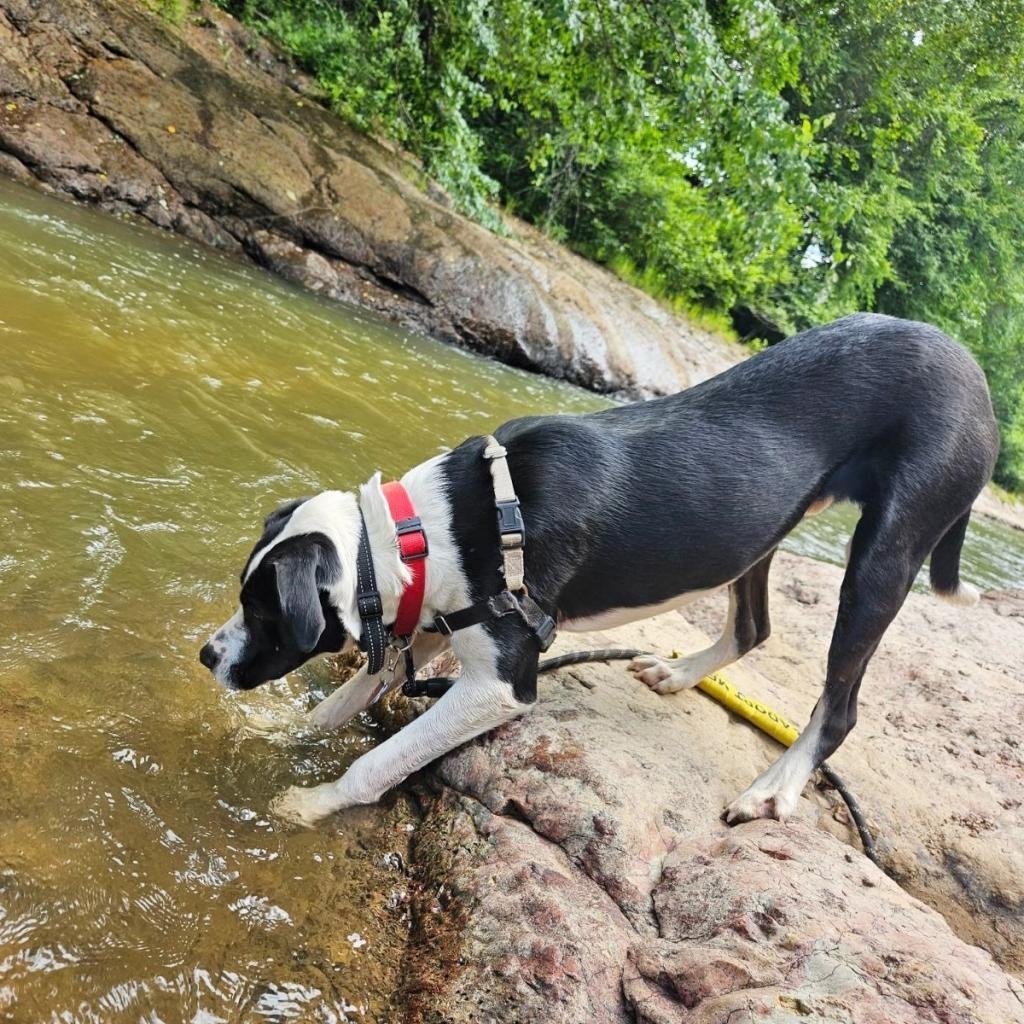 Enlarge Domino, an adoptable mixed breed in Helena, AL image 2/6