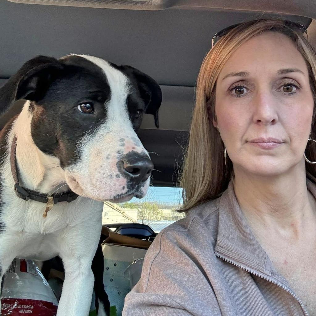 Enlarge Domino, an adoptable mixed breed in Helena, AL image 3/6