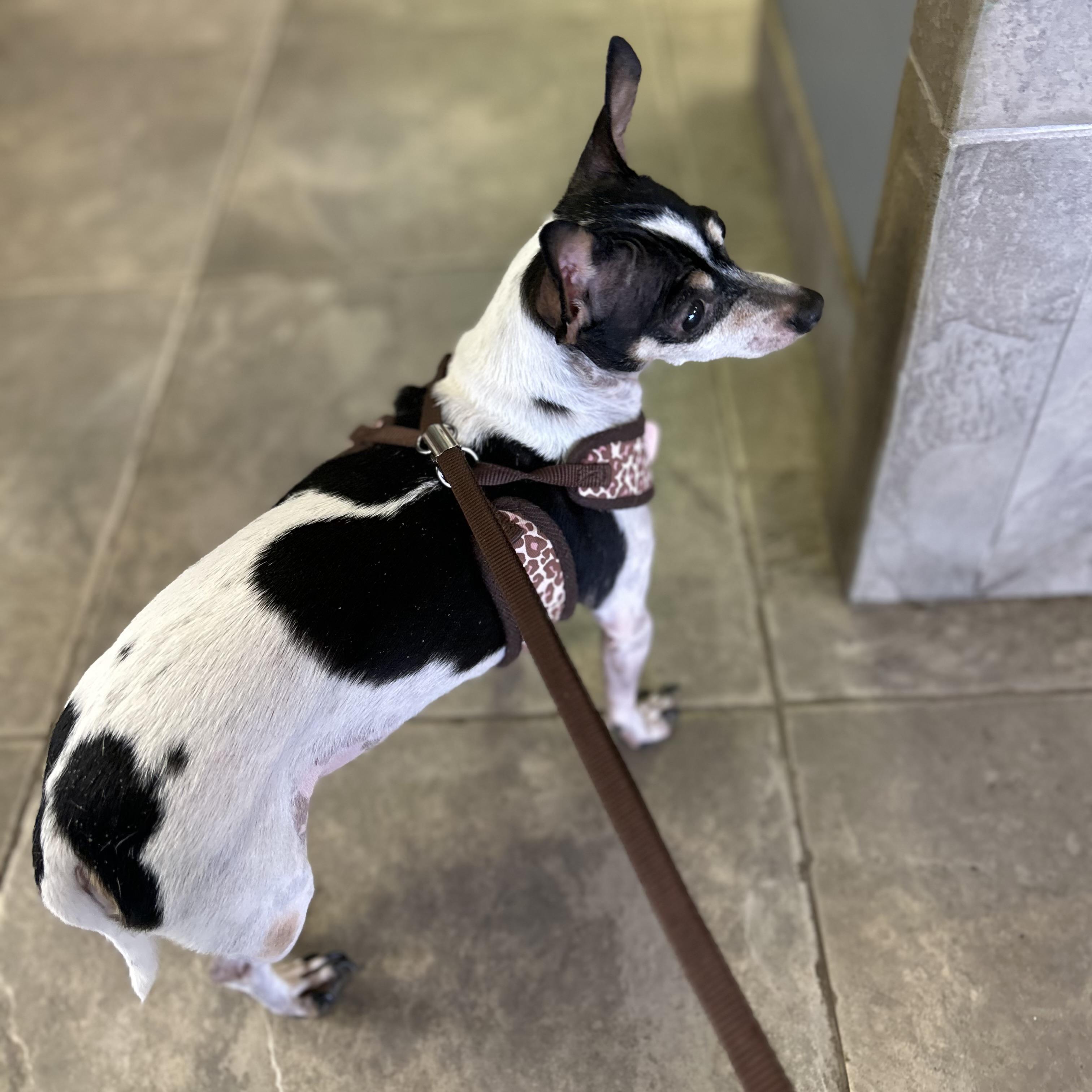 Enlarge Chiquita (Chi Chi), an adopted mixed breed in Seguin, TX image 2/6