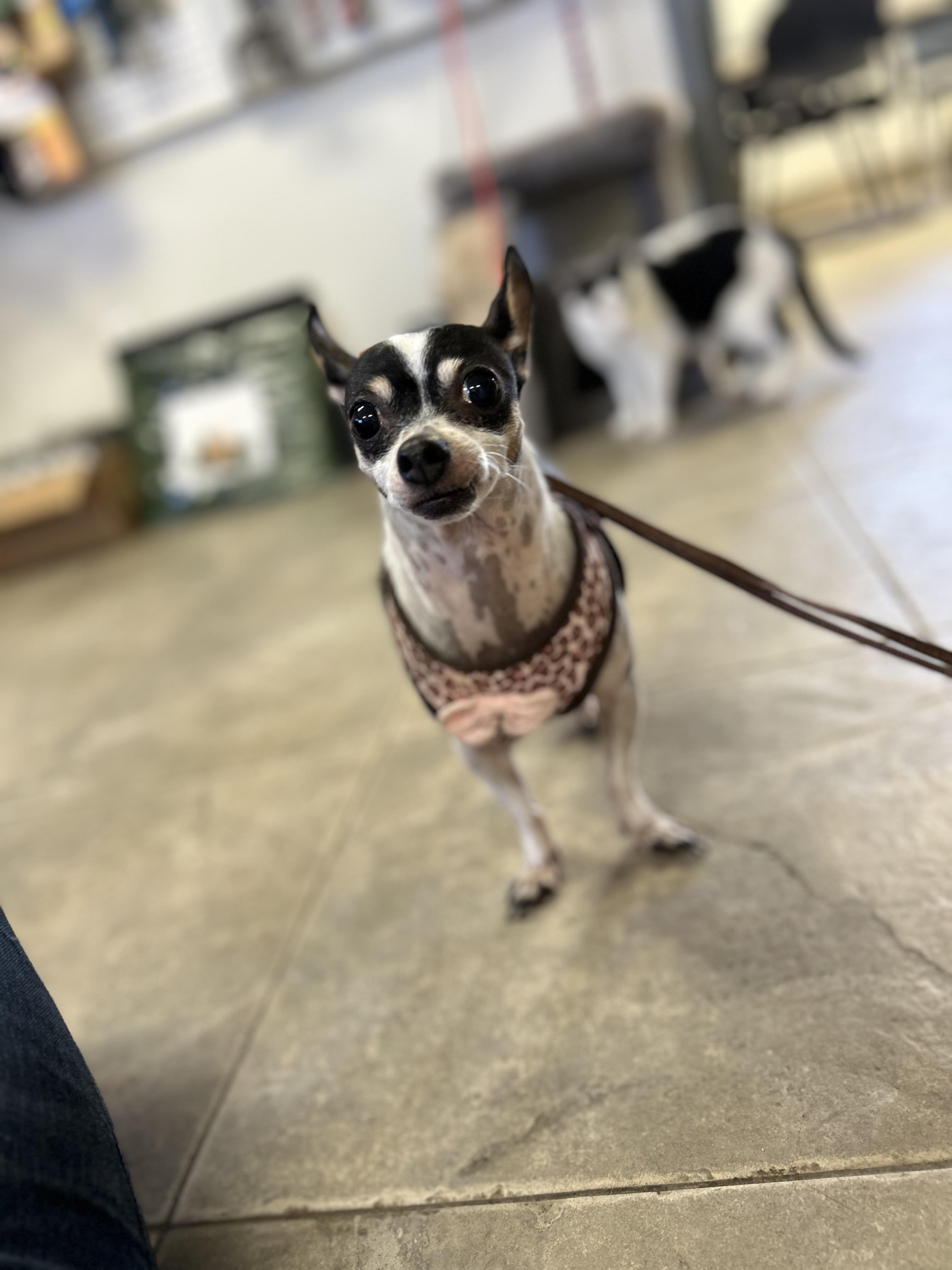 Enlarge Chiquita (Chi Chi), an adopted mixed breed in Seguin, TX image 5/6