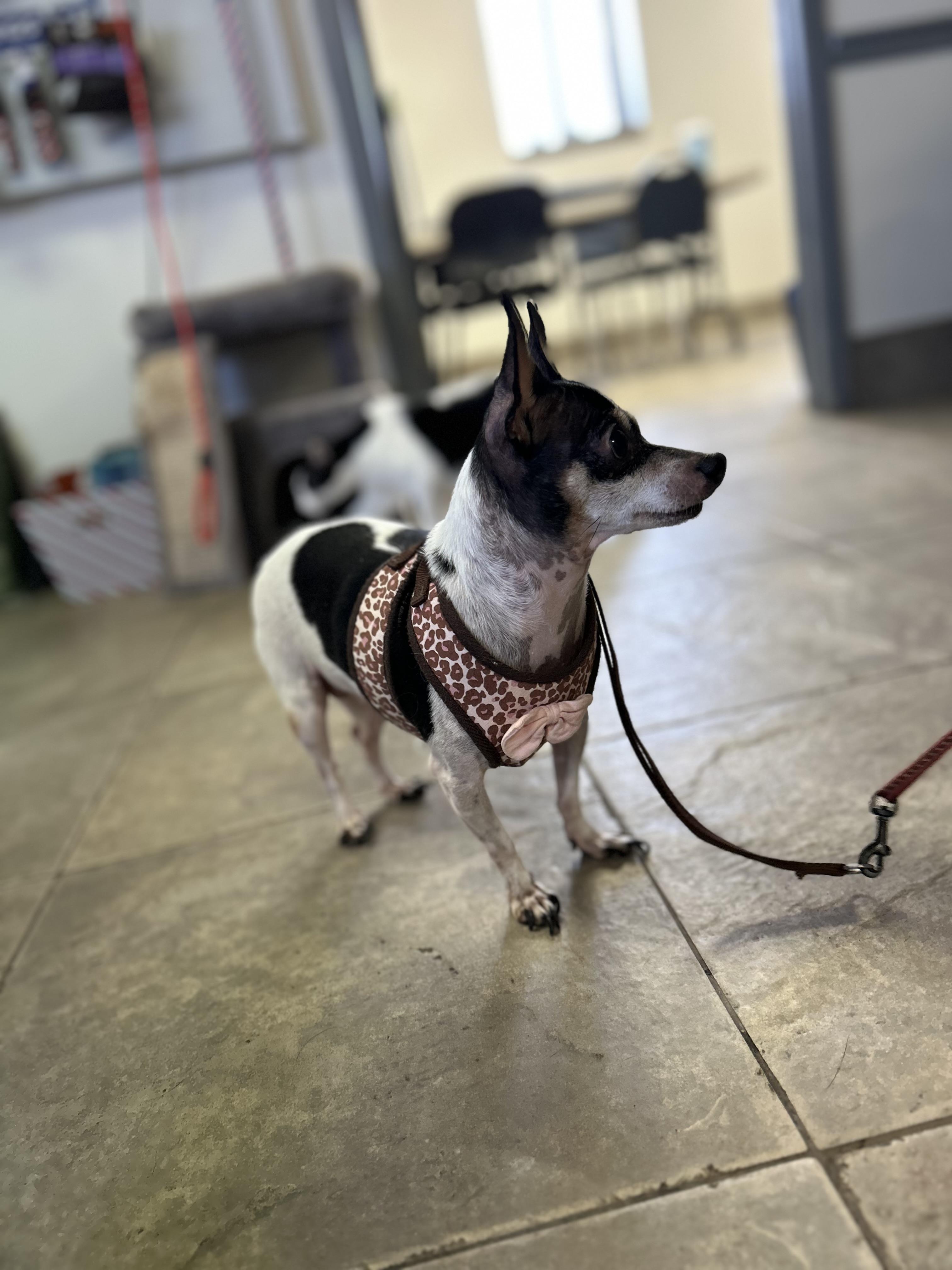 Enlarge Chiquita (Chi Chi), an adopted mixed breed in Seguin, TX image 4/6