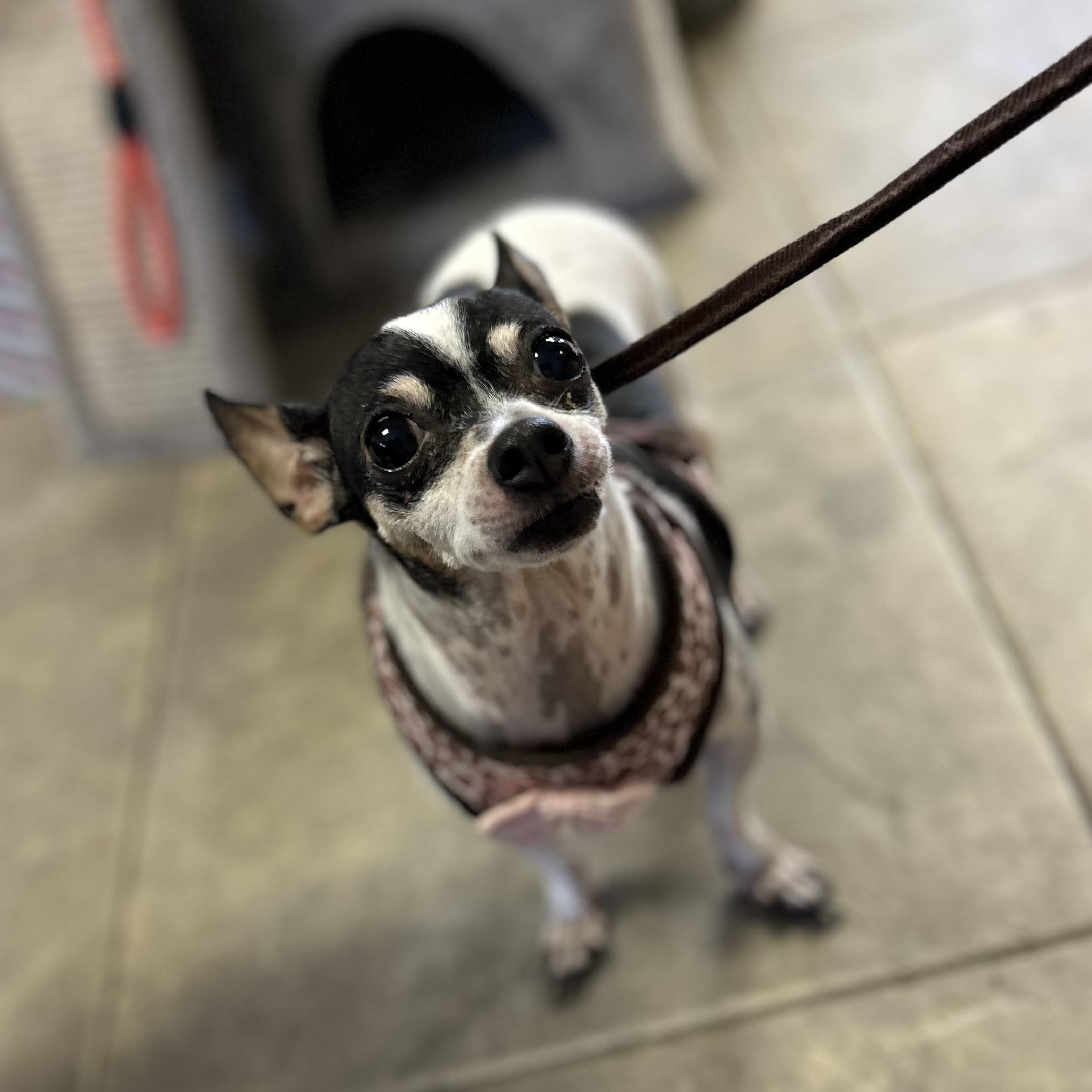 Enlarge Chiquita (Chi Chi), an adopted mixed breed in Seguin, TX image 3/6