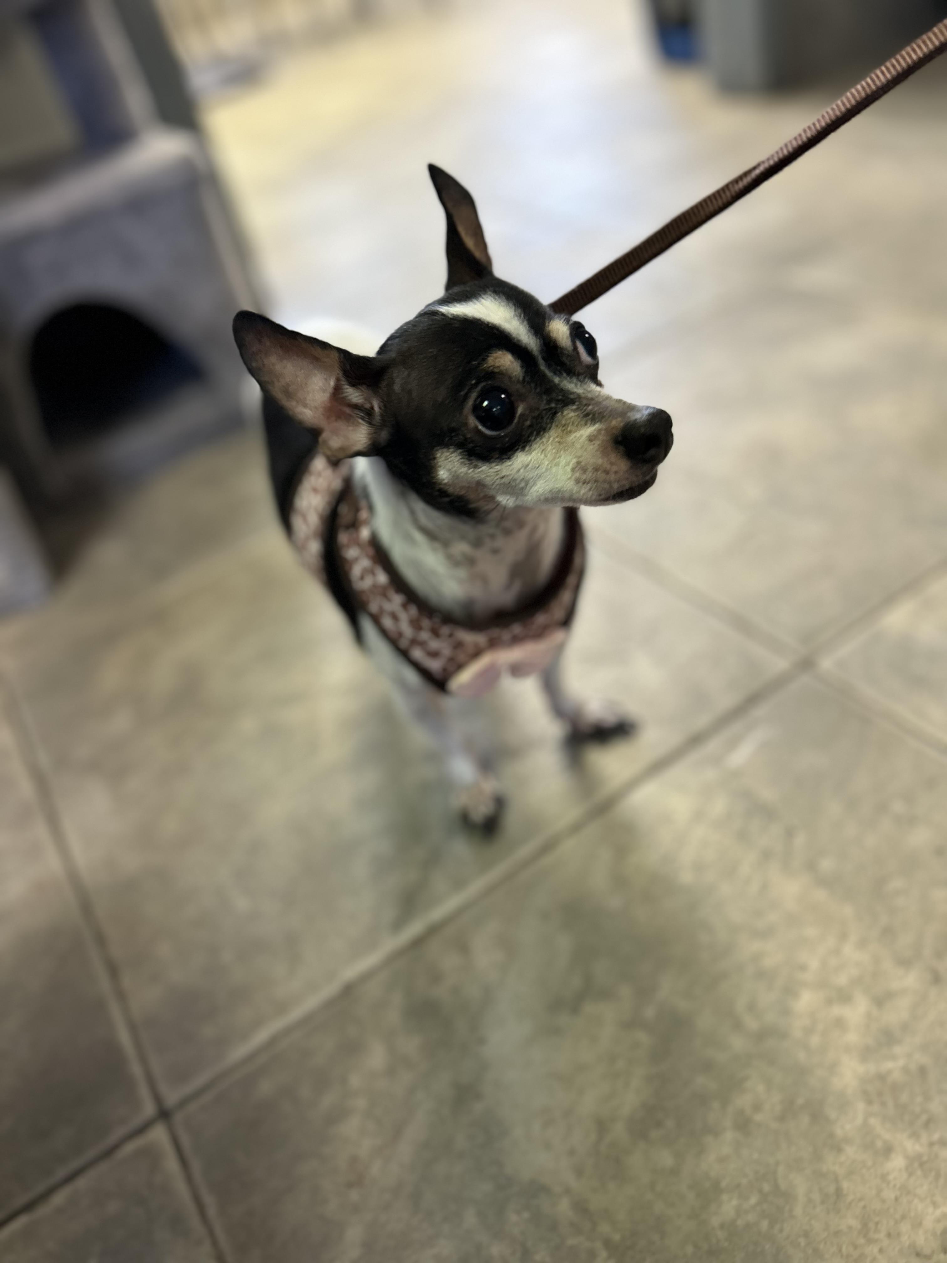 Enlarge Chiquita (Chi Chi), an adopted mixed breed in Seguin, TX image 6/6