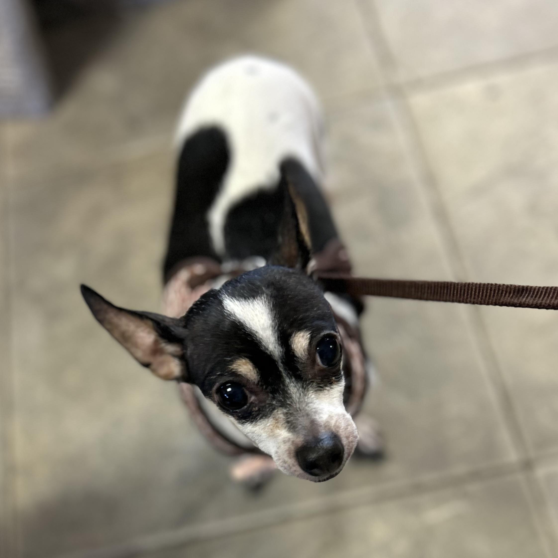 Chiquita (Chi Chi), adopted, Senior Female Chihuahua.
