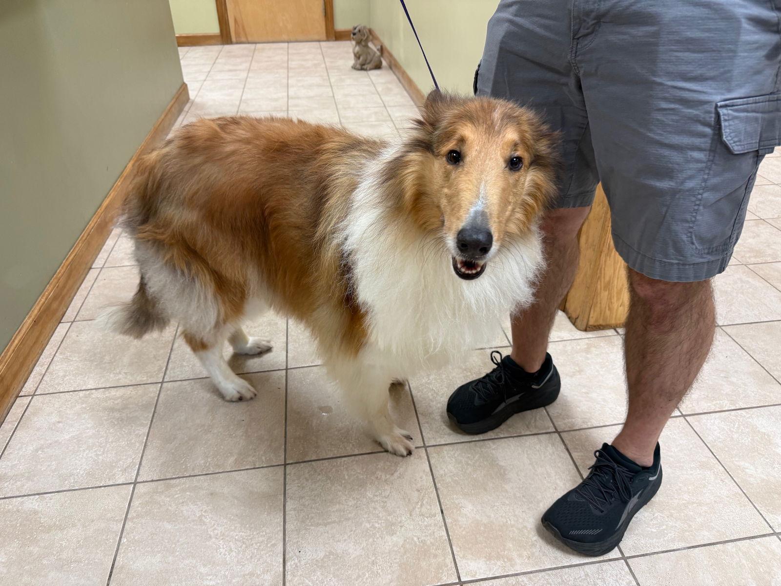 Enlarge Ace, a Adopted Collie in Chantilly, VA image 1/1