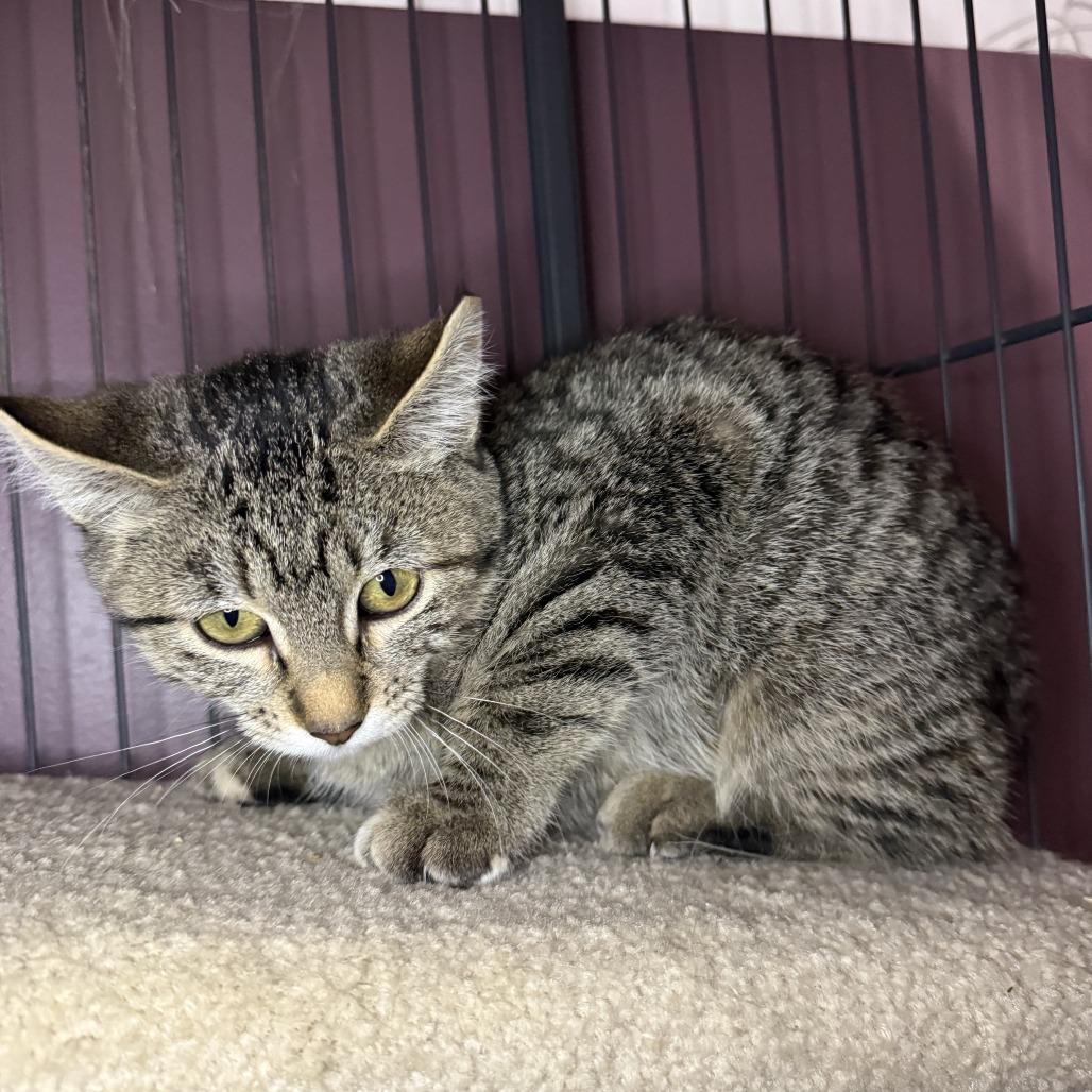 Annie, Adoptable, Kitten Female Domestic Short Hair.