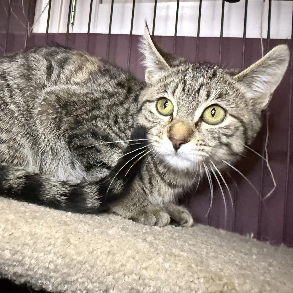 Enlarge Annie, a Adoptable Domestic Short Hair in Calgary, AB image 2/2