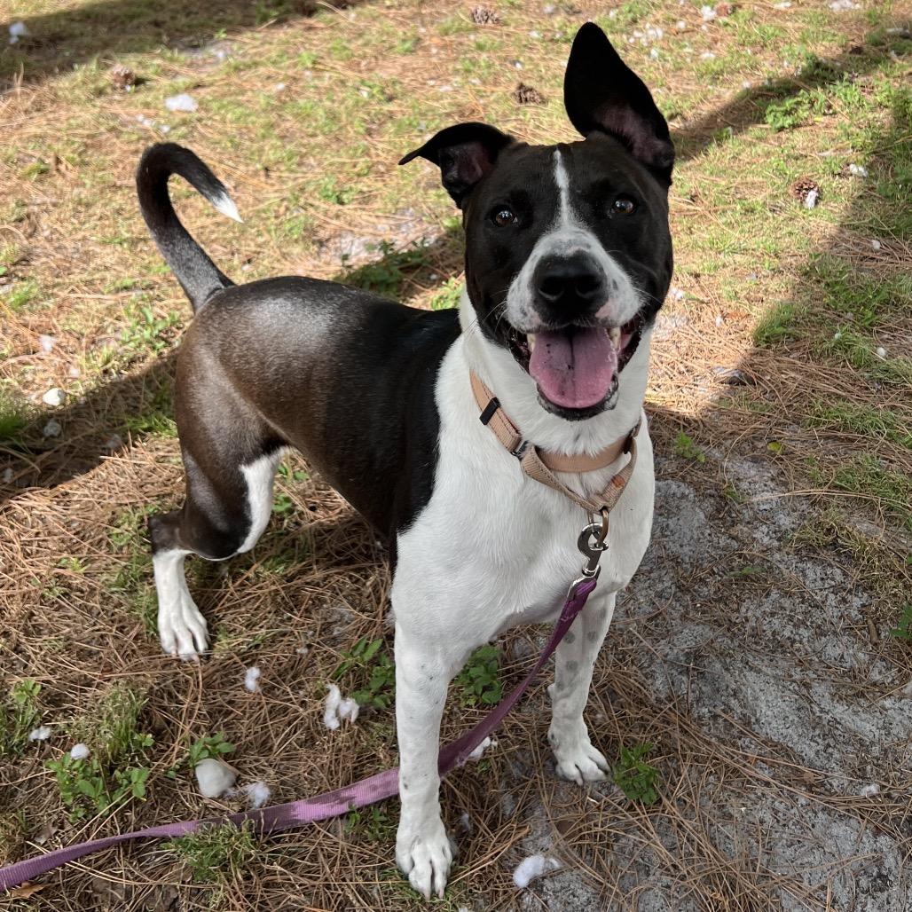 Charlie, Adoptable, Adult Male Mixed Breed.