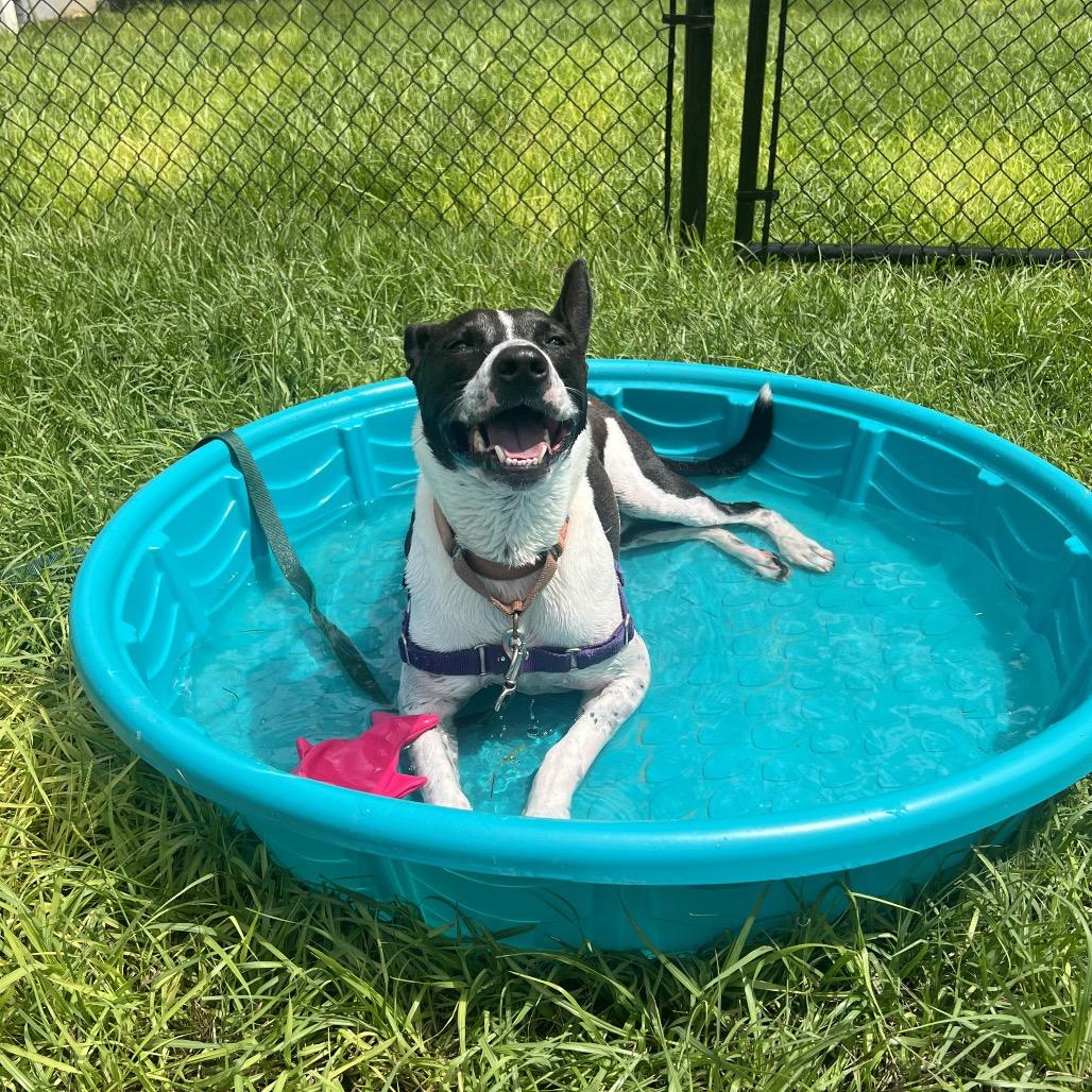 Enlarge Charlie, a Adoptable Mixed Breed in Naples, FL image 2/5