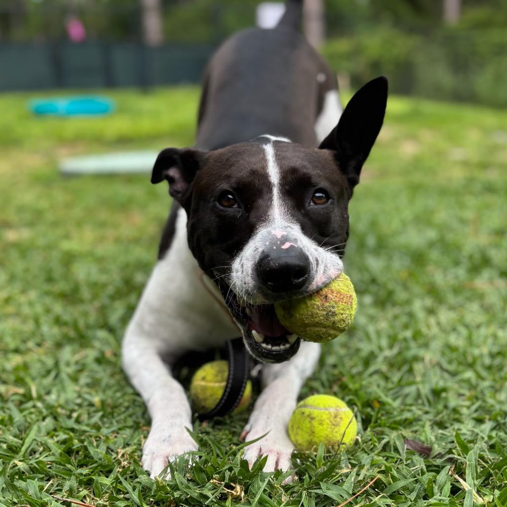 Enlarge Charlie, a Adoptable Mixed Breed in Naples, FL image 4/5