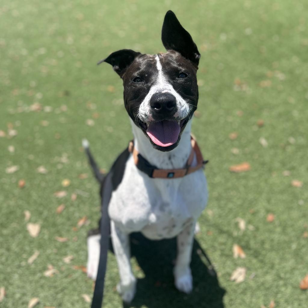 Enlarge Charlie, a Adoptable Mixed Breed in Naples, FL image 5/5