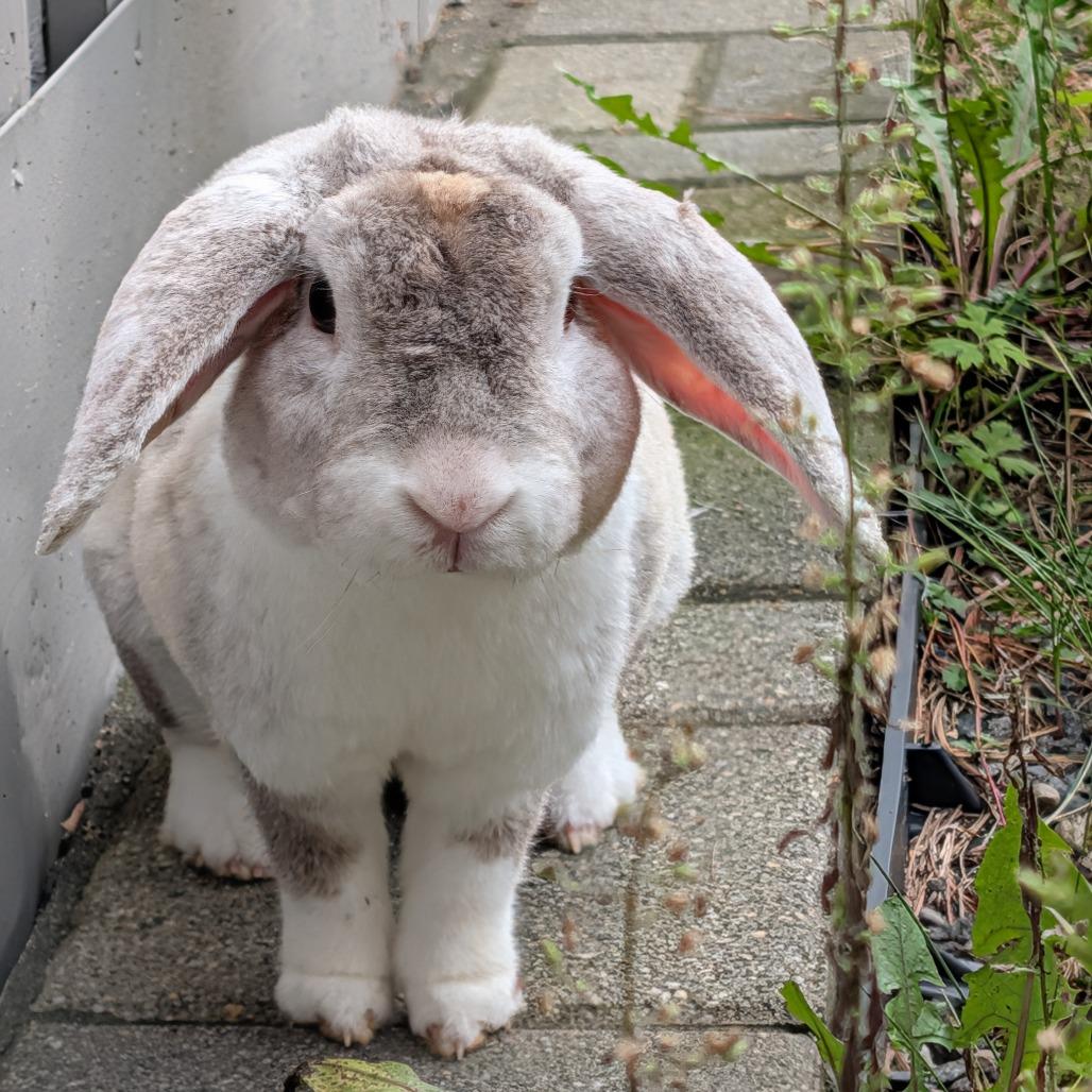 Enlarge Armin, a Adoptable Holland Lop in Kennebunk, ME image 1/2