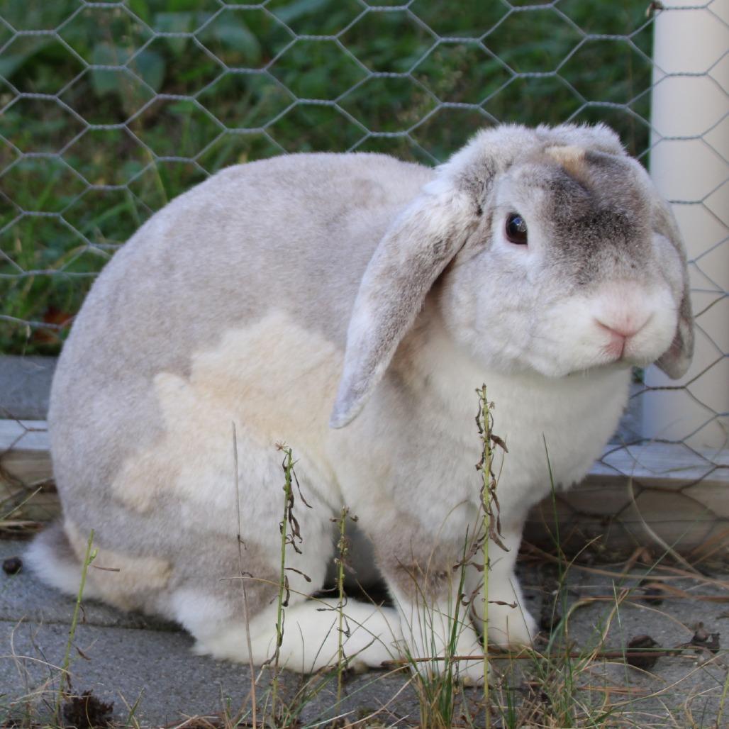 Enlarge Armin, a Adoptable Holland Lop in Kennebunk, ME image 2/2