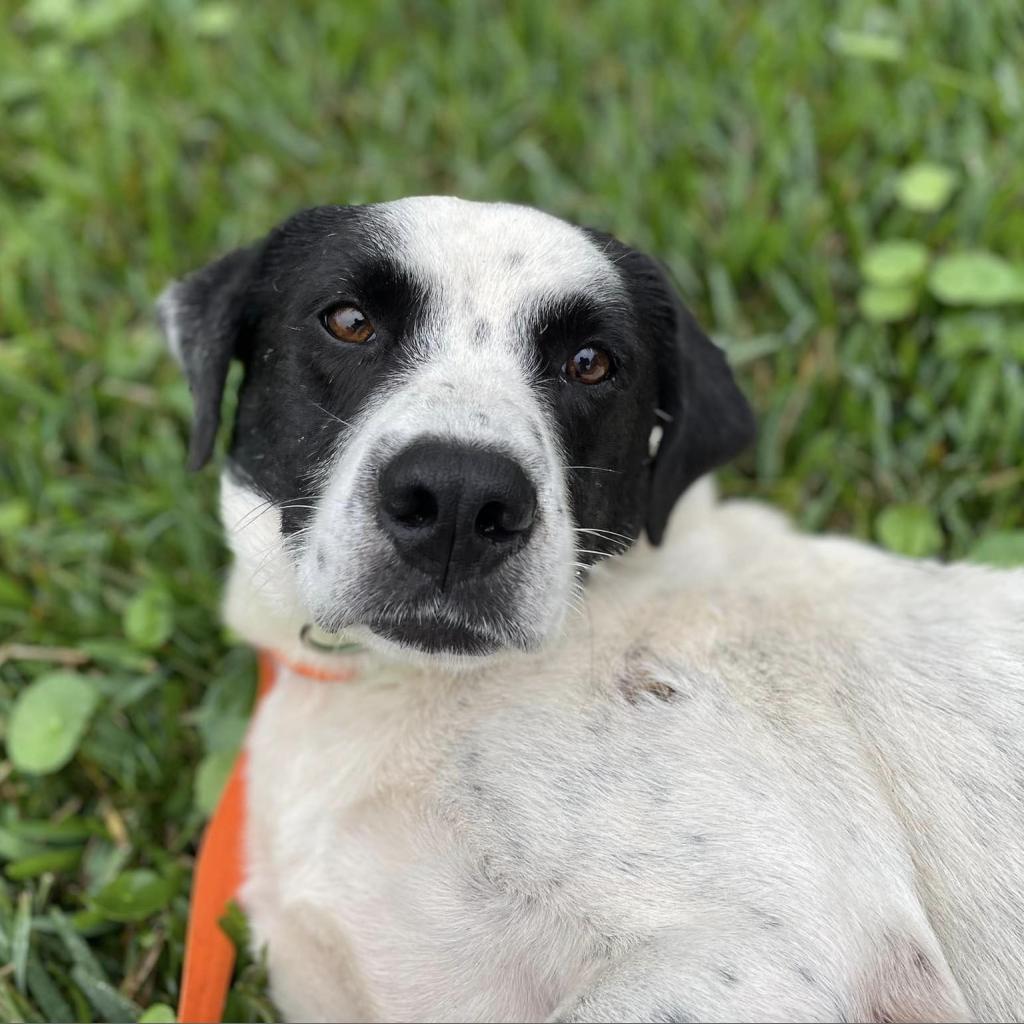 Ezra, Adoptable, Adult Male Great Pyrenees.