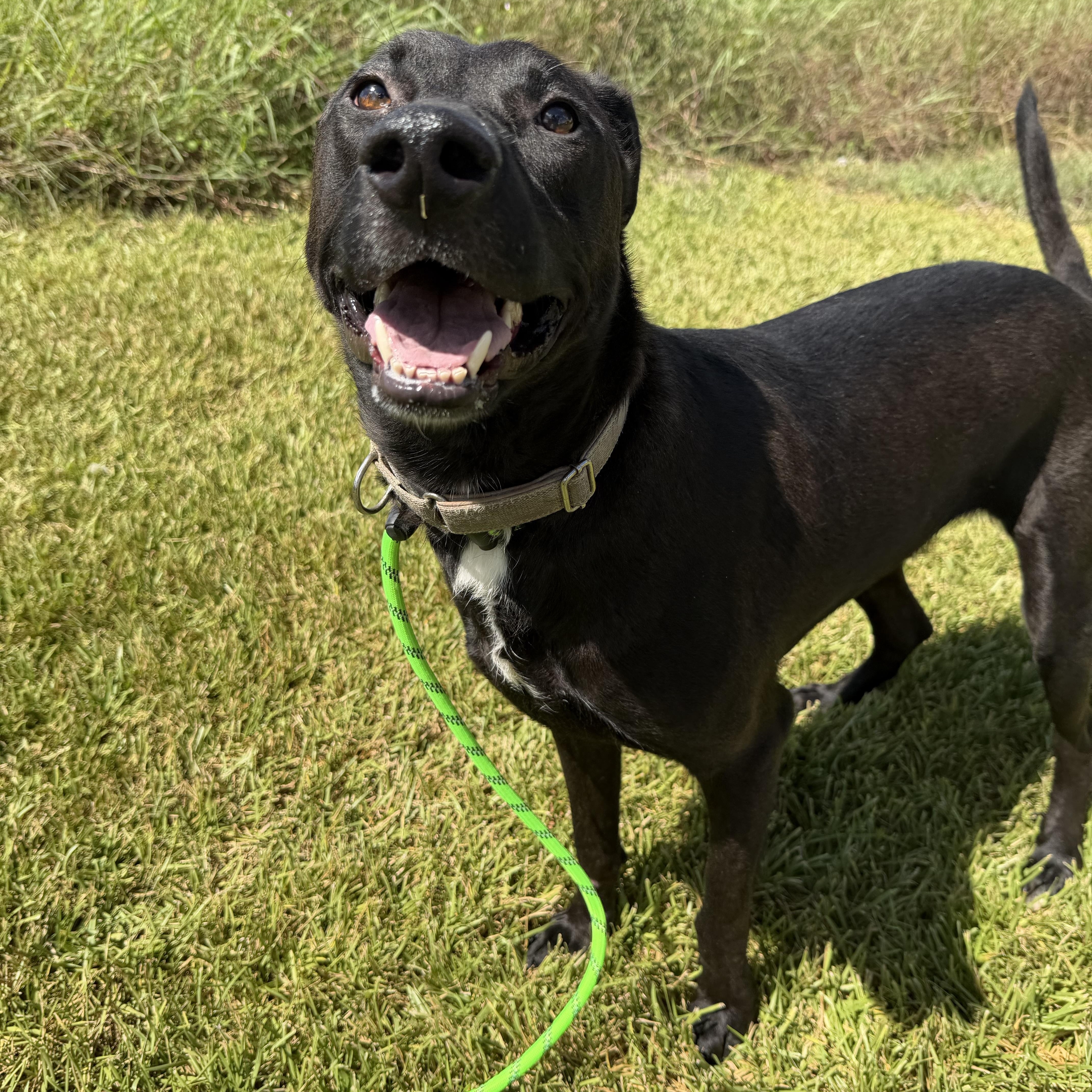Enlarge Drake, a Adoptable Labrador Retriever in Brentwood, NH image 4/5