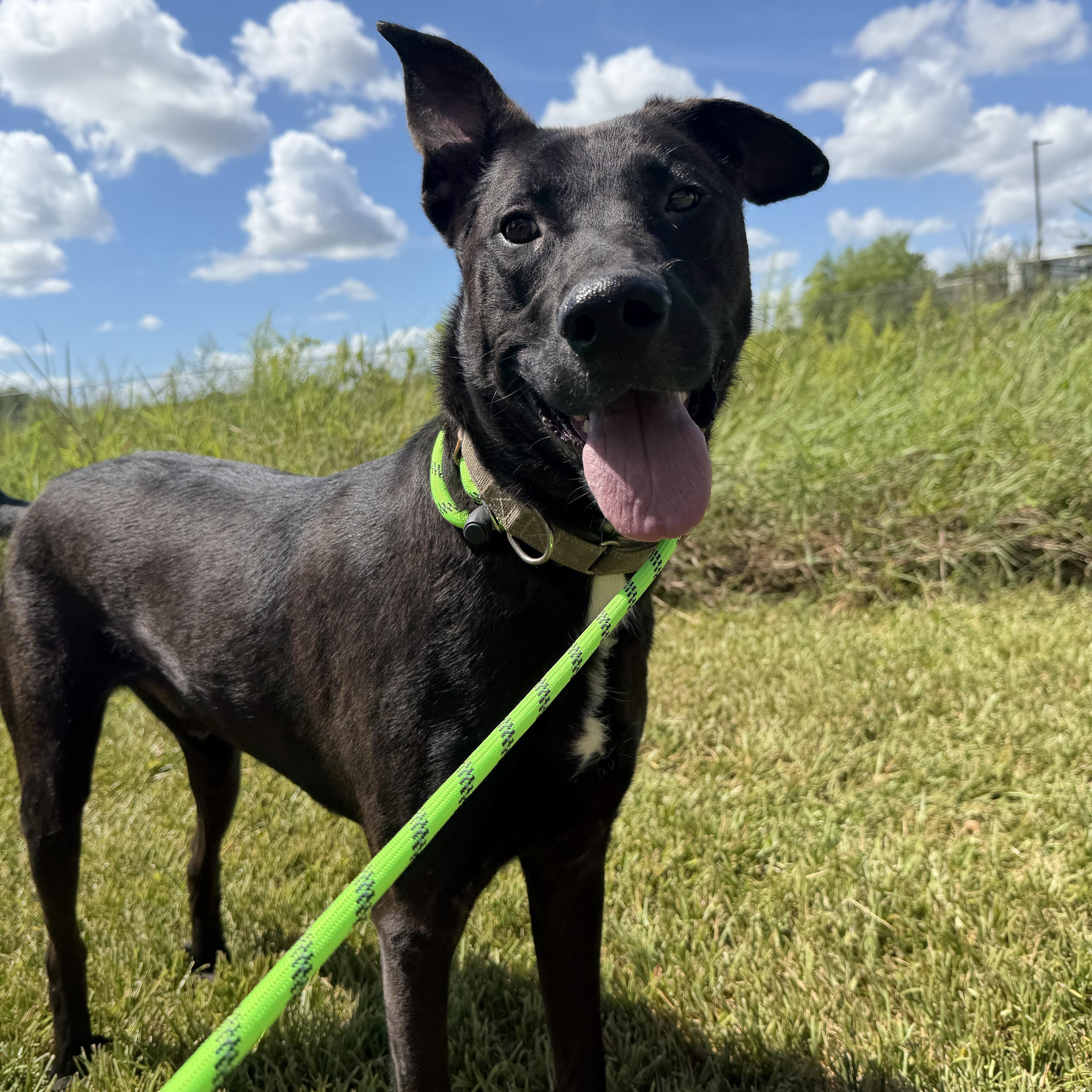 Enlarge Drake, a Adoptable Labrador Retriever in Brentwood, NH image 2/5
