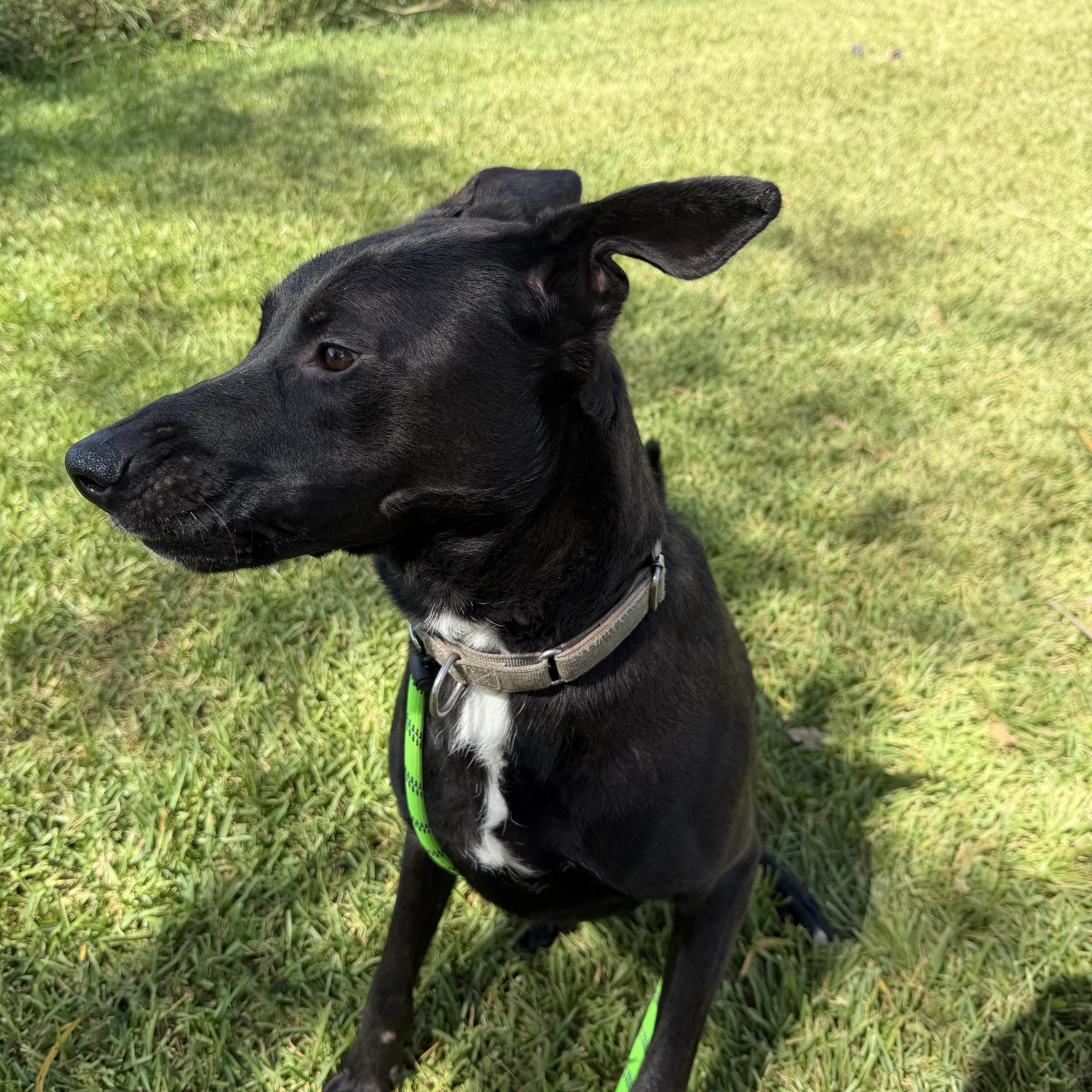 Enlarge Drake, a Adoptable Labrador Retriever in Brentwood, NH image 5/5