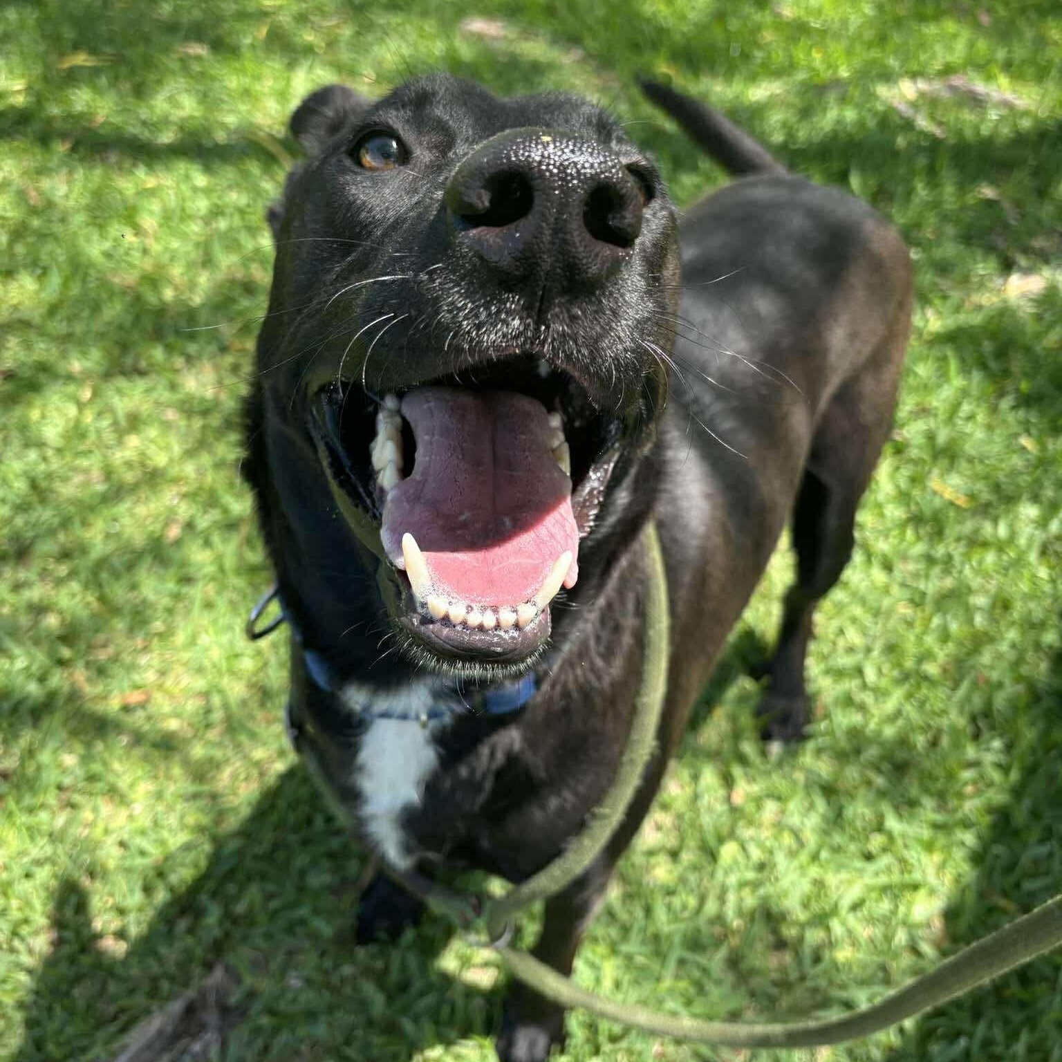 Enlarge Drake, a Adoptable Labrador Retriever in Brentwood, NH image 1/5