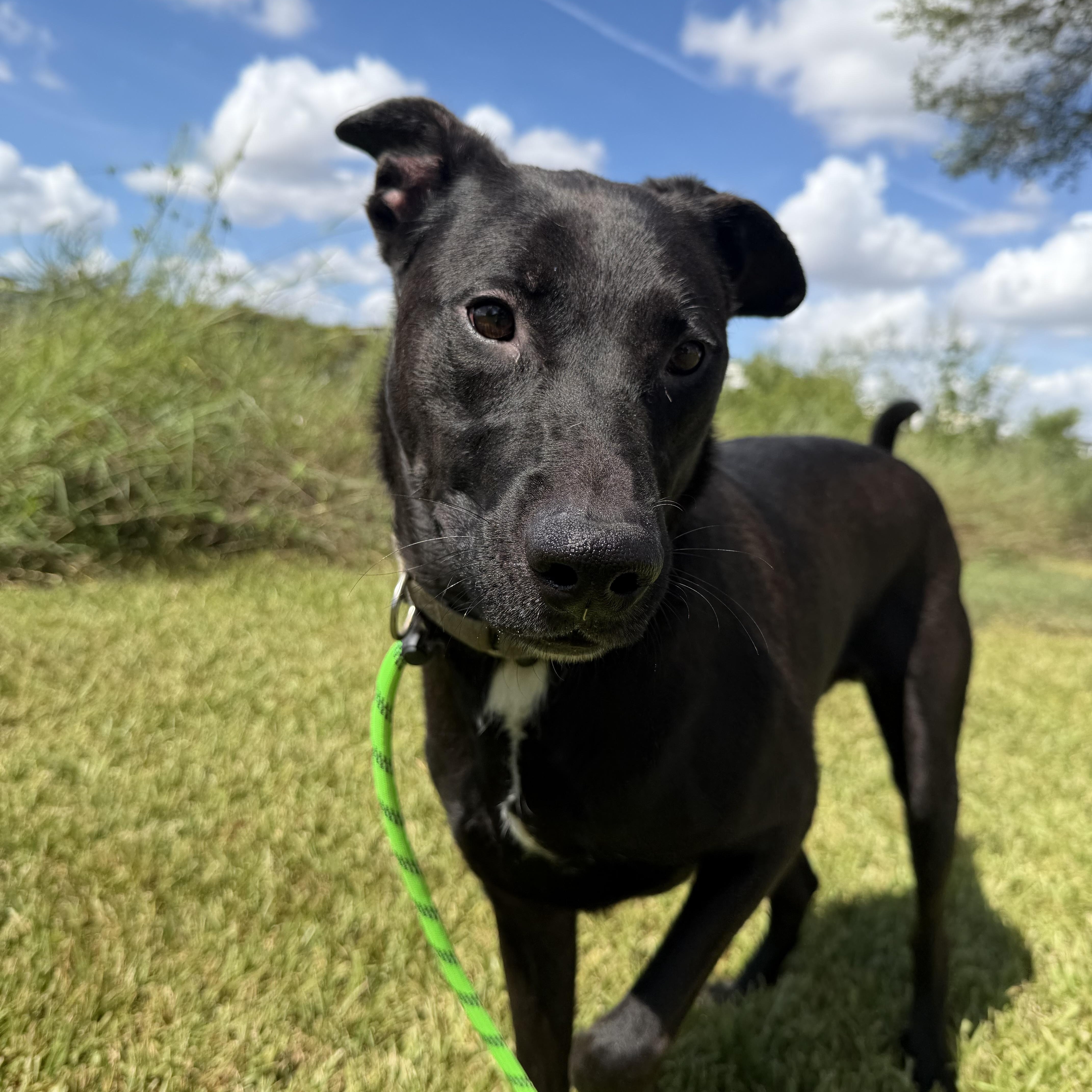 Enlarge Drake, a Adoptable Labrador Retriever in Brentwood, NH image 3/5