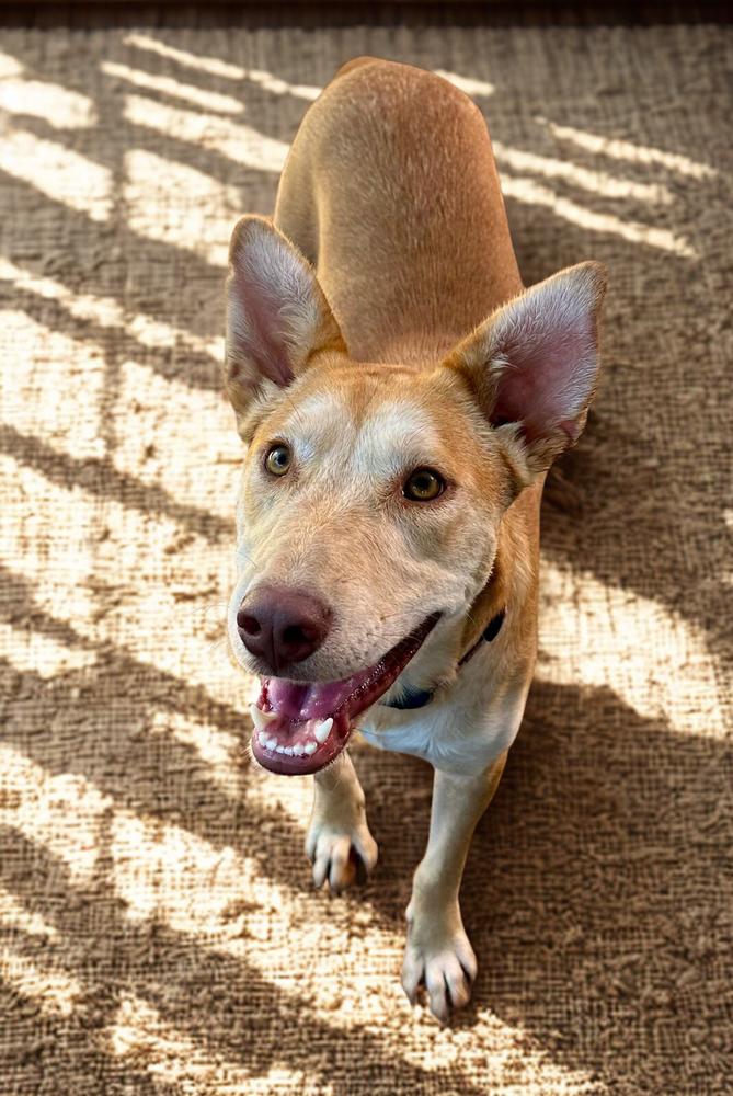 Enlarge Amber, a Adoptable mixed breed in Escondido, CA image 1/3