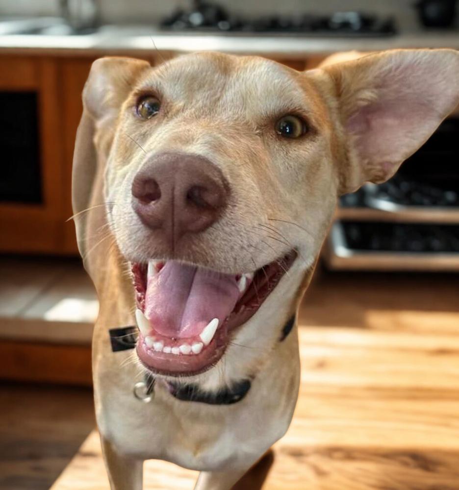 Enlarge Amber, a Adoptable mixed breed in Escondido, CA image 2/3