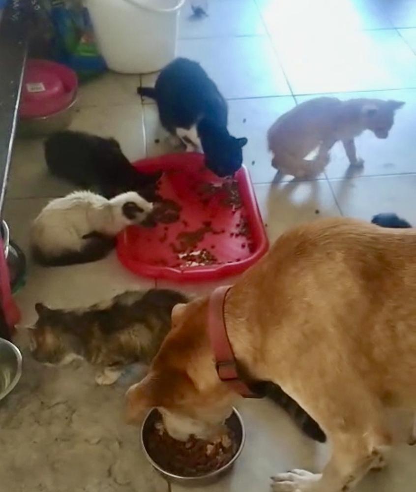 Enlarge Amber, a Adoptable mixed breed in Escondido, CA image 3/3