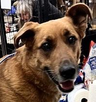 Rusty, an adoptable Australian Cattle Dog / Blue Heeler in San Luis, CO, 81152 | Photo Image 2