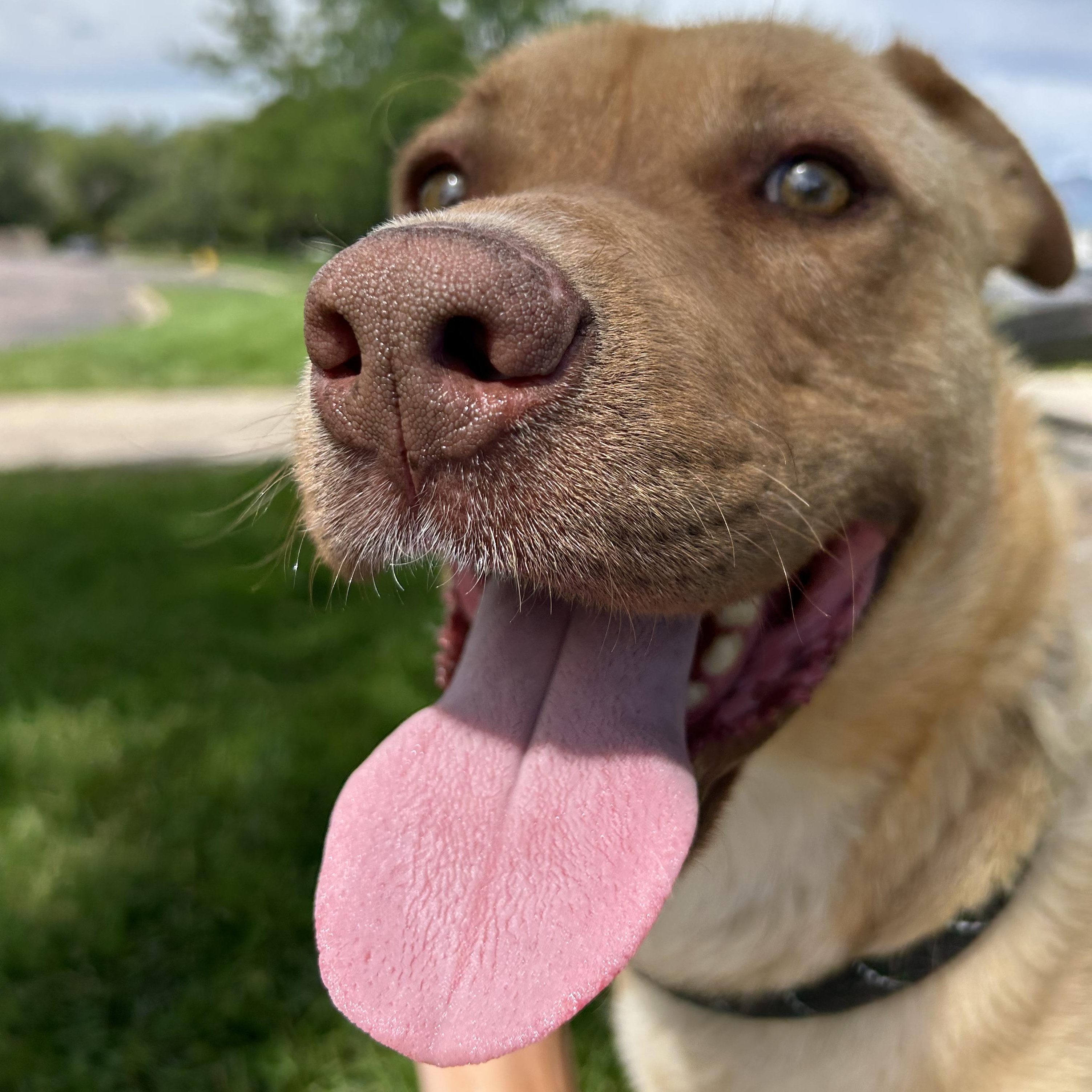Rusty, an adoptable Australian Cattle Dog / Blue Heeler in San Luis, CO, 81152 | Photo Image 1