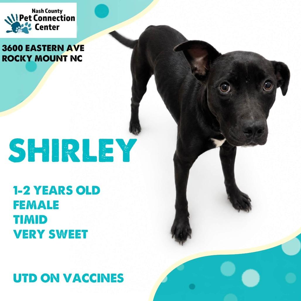SHIRLEY Available NOW - ADOPTION or RESCUE!, Adoptable, Adult Female Mixed Breed.