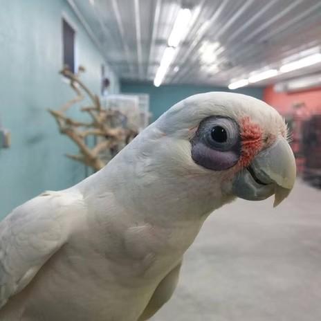 Enlarge Star, a Adoptable Cockatoo in Edgerton, WI image 1/1