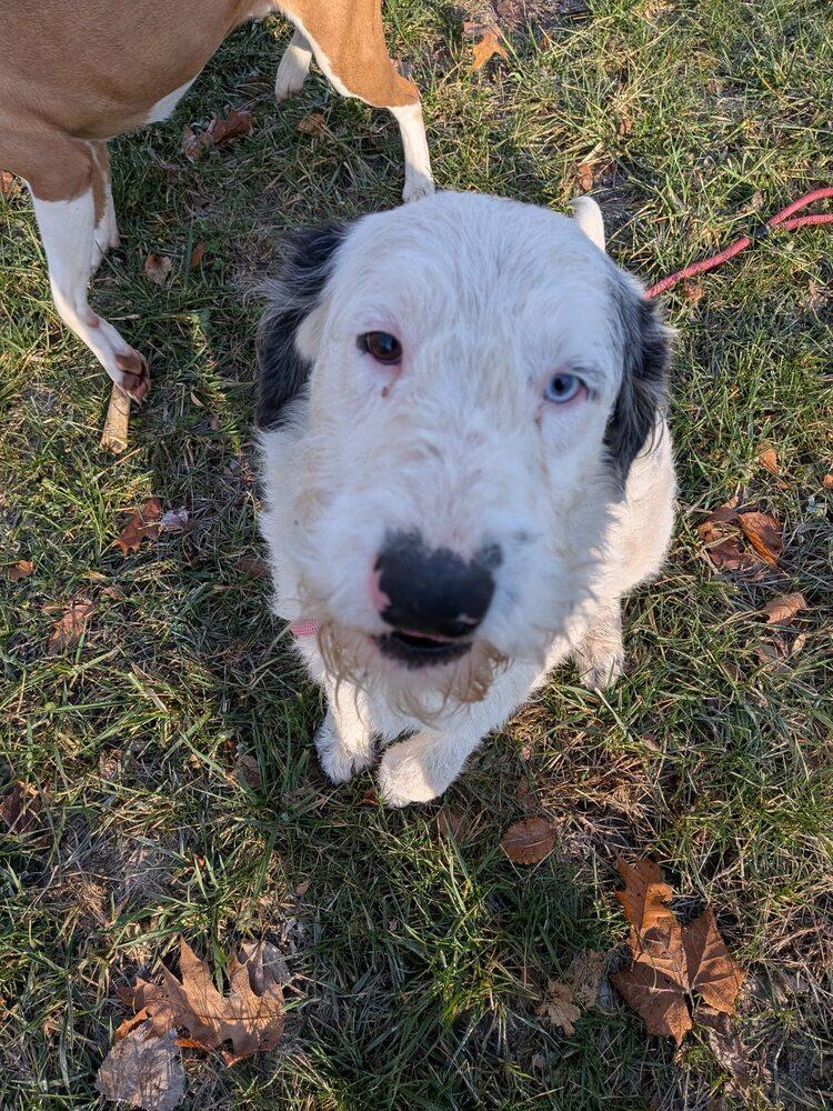 Enlarge Chevy, a Adoptable mixed breed in Hillsboro, OH image 1/2