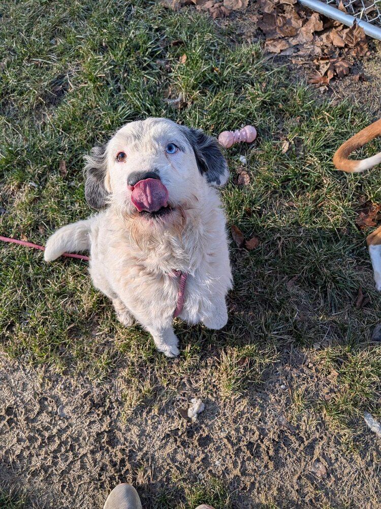 Enlarge Chevy, a Adoptable mixed breed in Hillsboro, OH image 2/2
